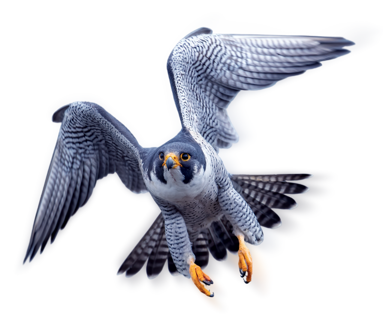 Falcon Freight & Logistics